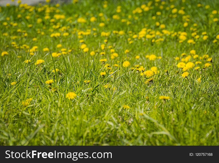 Sunny summer grass field with yellow dandelions background. Sunny summer grass field with yellow dandelions background.
