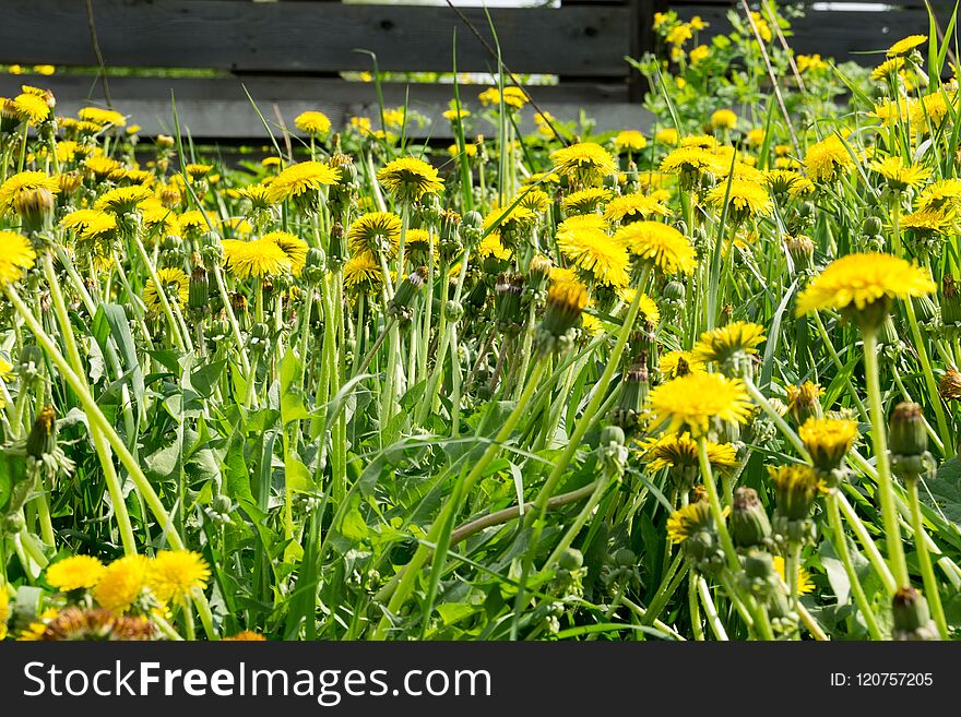 Grass field with dandelions