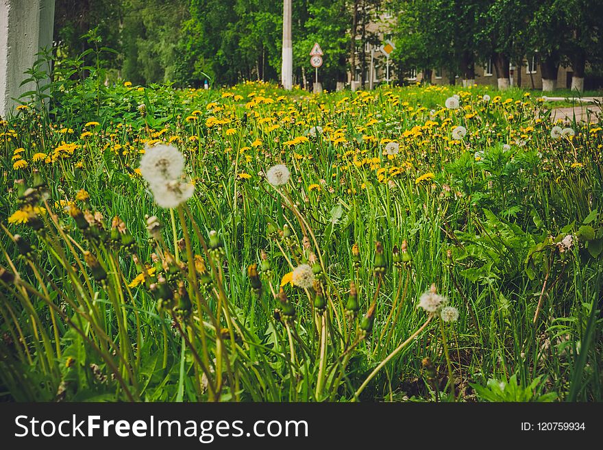 White Dandelions In The Grass Filtered