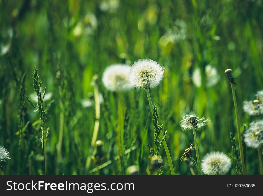 White Dandelions In The Grass Filtered