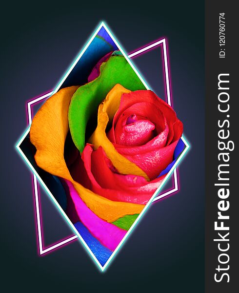 Decorative Rainbow Rose In Polygon