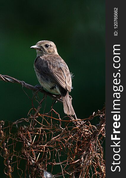 Pied bushchat female