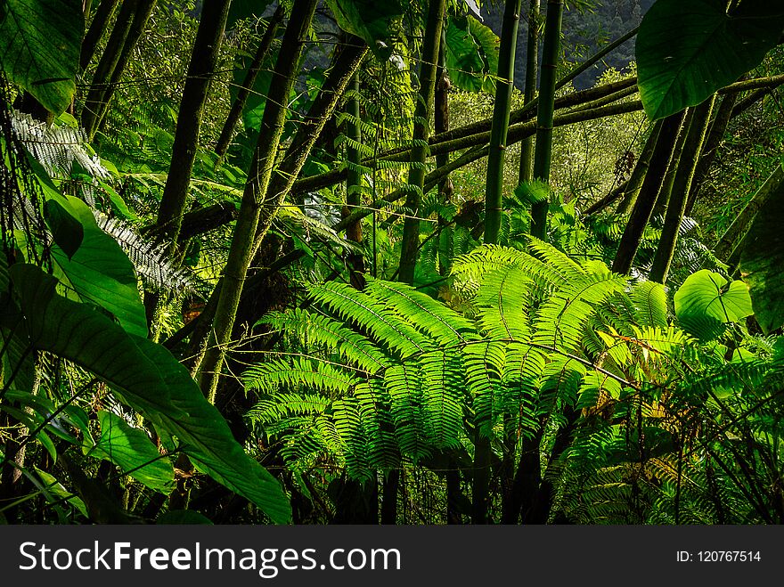 Ferns in the tropical forest of Guadeloupe in the West Indies