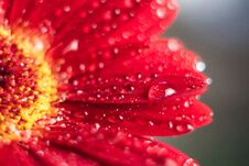 Pink Gerbera Flower With Water Drop Close Up Royalty Free Stock Photography