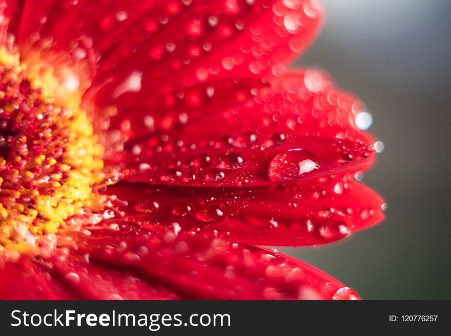 Pink Gerbera Flower With Water Drop Close Up