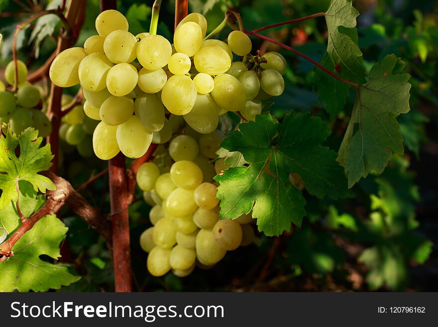 Bunch of ripe grapes hanging on the bush