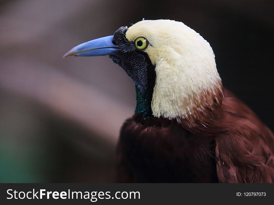 The detail of greater bird-of-paradise.