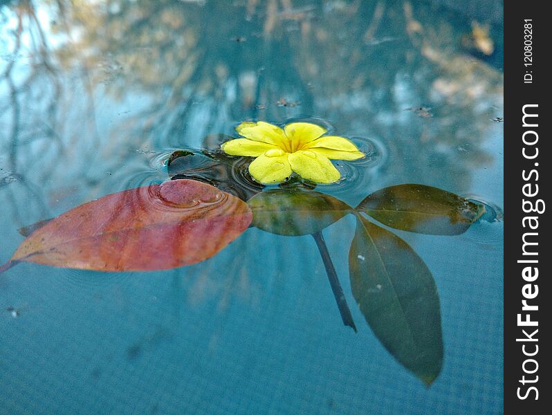 Flower and leaf in the water in which the reflection of the trees is observed at sunset