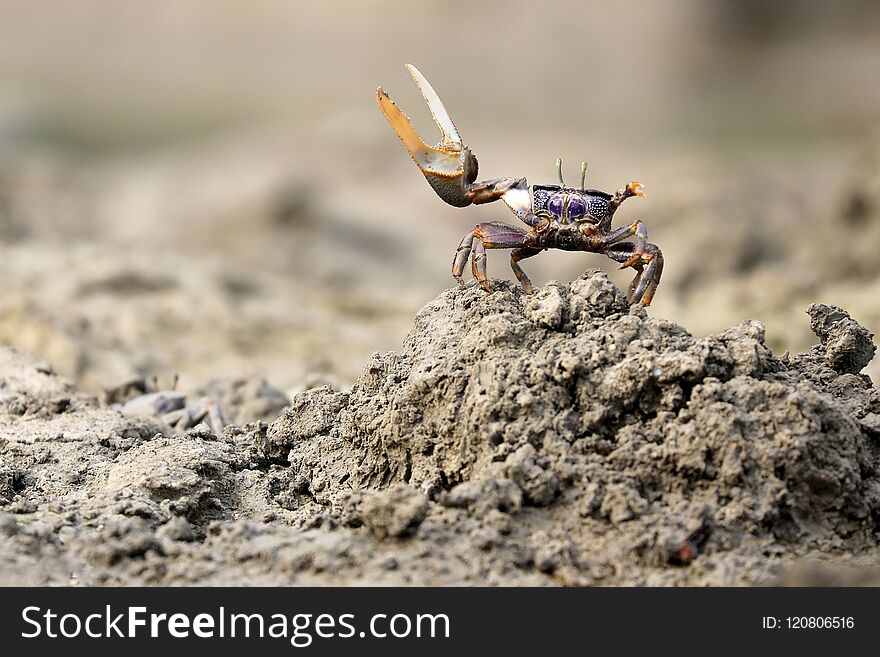 An Uca tangeri crab close up