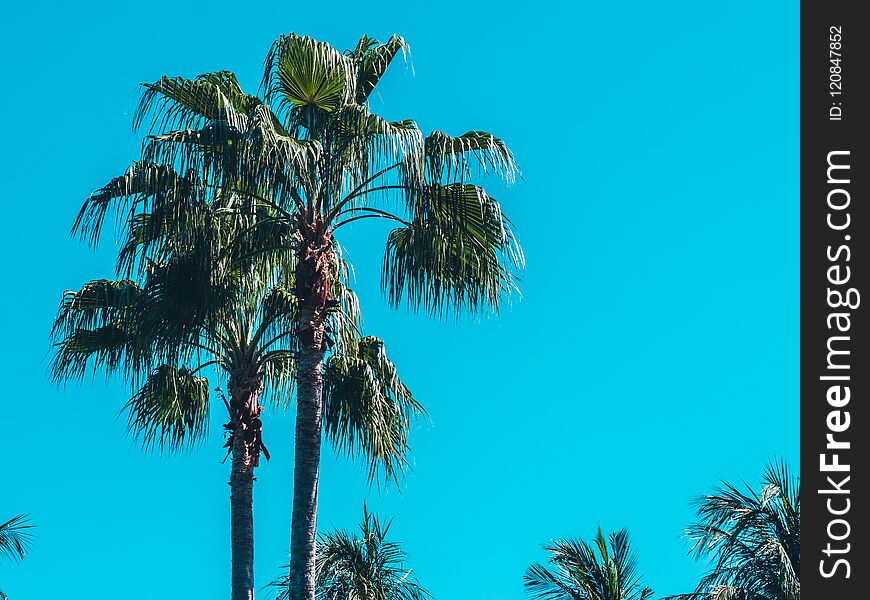 Beautiful tropical coconut palm tree on blue sky