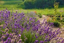 Rural Landscape With Lavender Bushes Stock Images