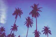Beautiful Outdoor View With Tropical Coconut Palm Tree On The Sk Royalty Free Stock Photos Beautiful Outdoor View With Tropical Coconut Palm Tree On The Sk Royalty Free Stock Photos