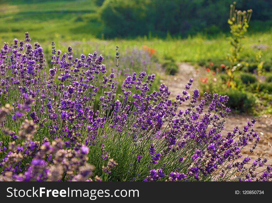 Purple landscape with lavender flowers on a farm, small field with lavender. Purple landscape with lavender flowers on a farm, small field with lavender