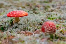 Amanita Muscaria Poisonous Mushroom Stock Images Amanita Muscaria Poisonous Mushroom Stock Images