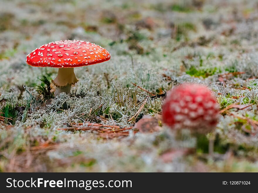 Amanita Muscaria. Red poisonous Fly Agaric mushroom in forest. Amanita Muscaria. Red poisonous Fly Agaric mushroom in forest