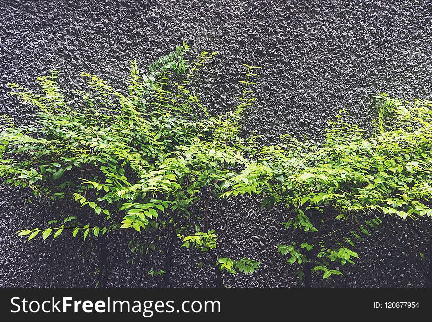 Trees without leaves near the wall texture