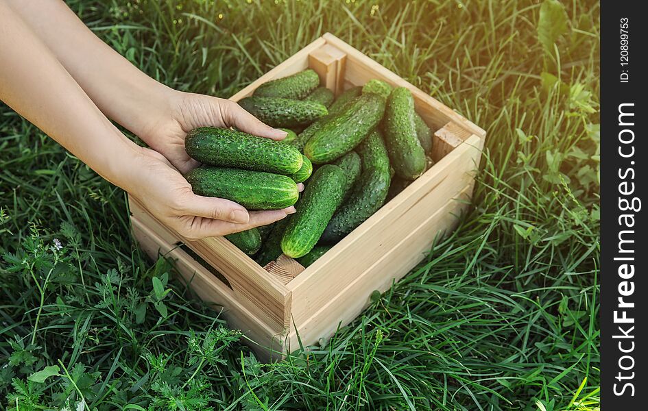 Woman holding fresh ripe cucumbers outdoors, closeup