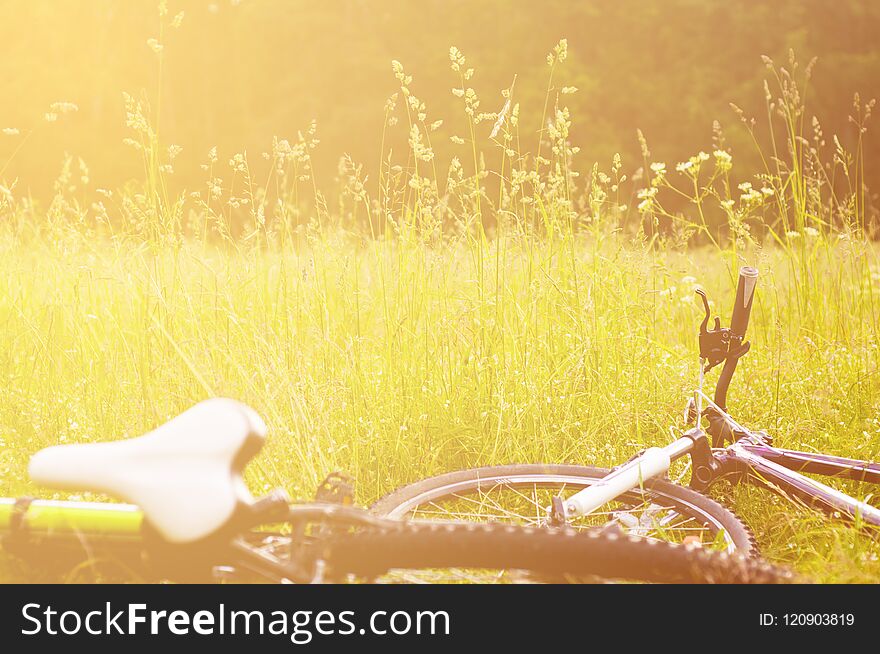 Bicycles lie on the grass in forest