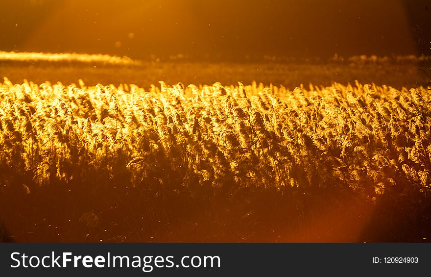 Autumn landscape with reeds at sunset