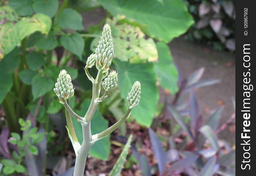 Plant, Flora, Flower, Herb