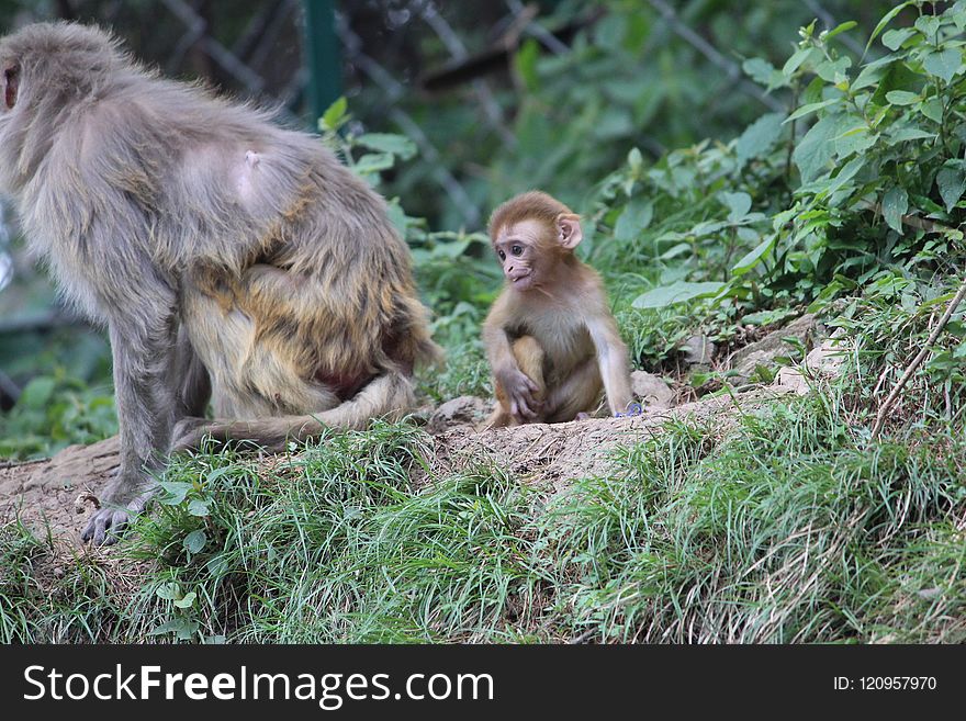 Macaque, Fauna, Wildlife, Primate