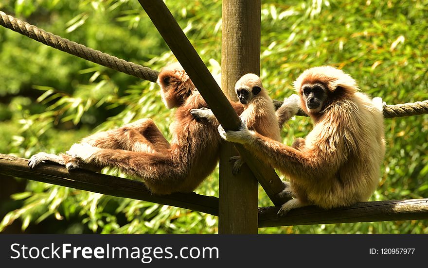 Fauna, Mammal, Primate, Gibbon