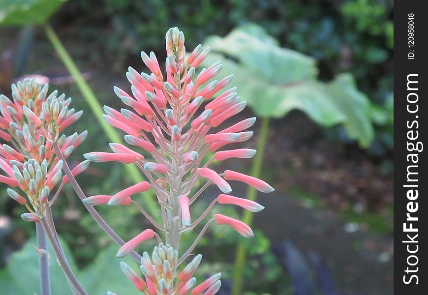 Plant, Flower, Flora, Grevillea