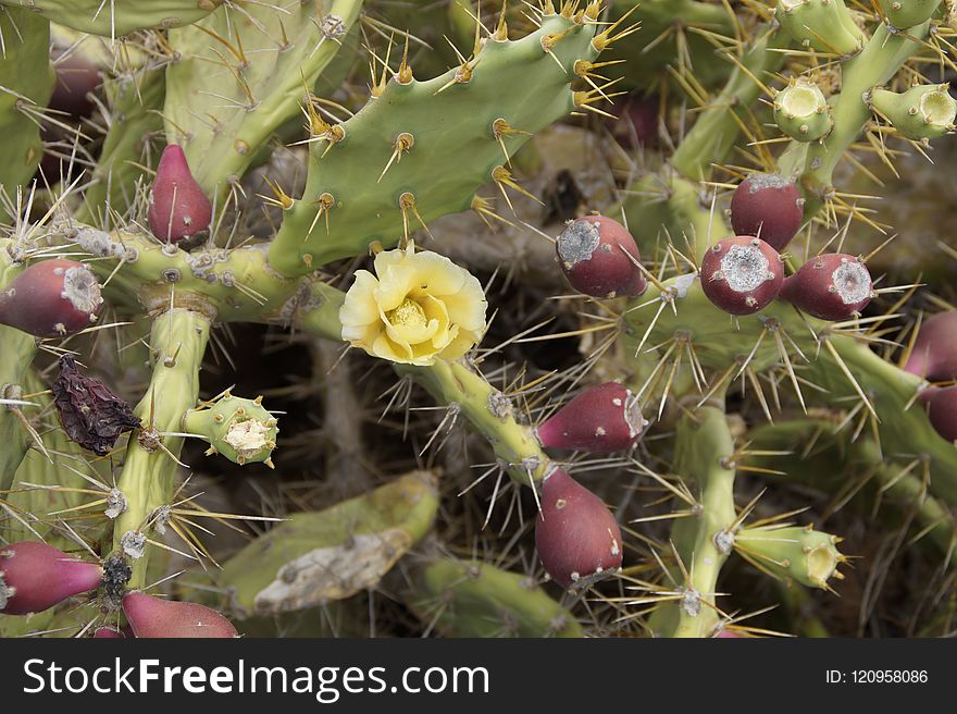 Plant, Flowering Plant, Vegetation, Cactus