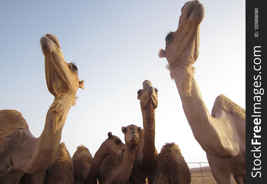 Camel, Camel Like Mammal, Arabian Camel, Herd