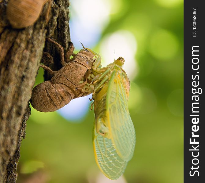 Insect, Invertebrate, Cicada, Macro Photography