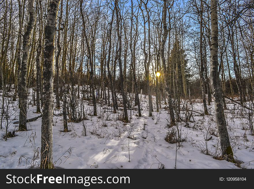 Winter, Snow, Ecosystem, Tree