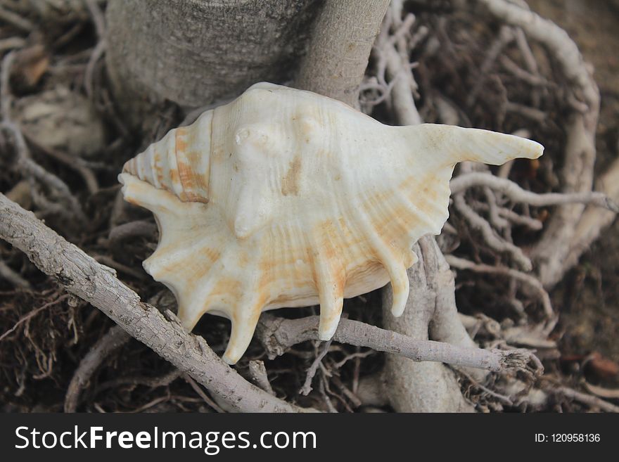Terrestrial Animal, Seashell