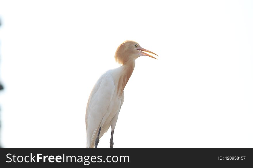 Bird, Beak, Fauna, Egret