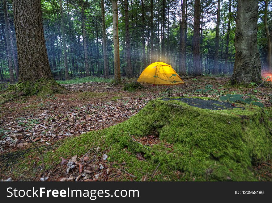 Ecosystem, Wilderness, Forest, Nature Reserve