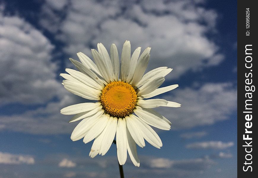 Flower, Oxeye Daisy, Sky, Daisy