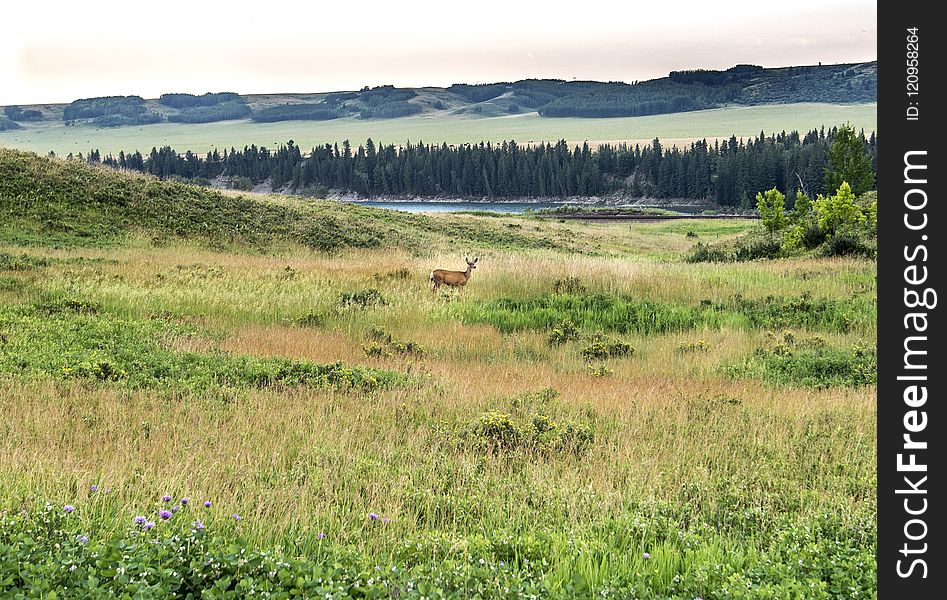 Grassland, Ecosystem, Pasture, Wilderness