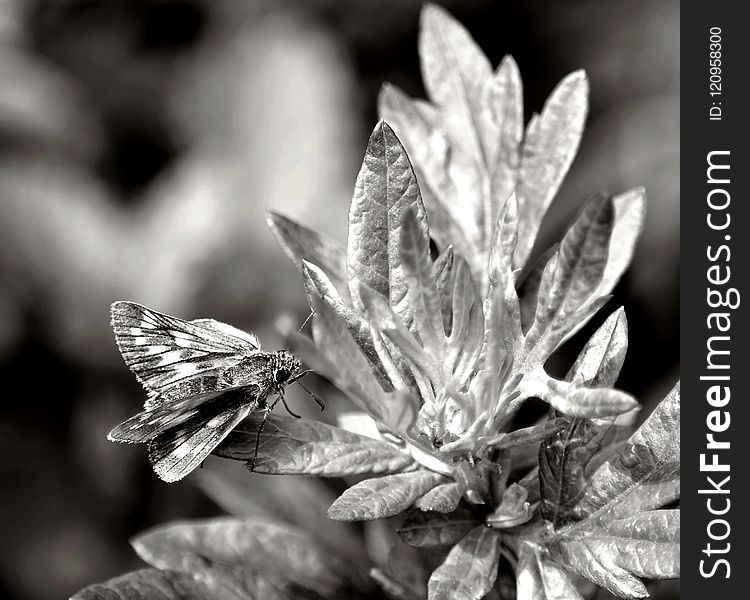 Black And White, Monochrome Photography, Insect, Flora