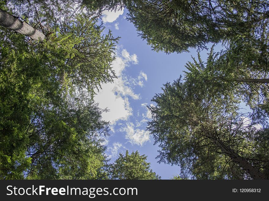 Sky, Tree, Nature, Ecosystem