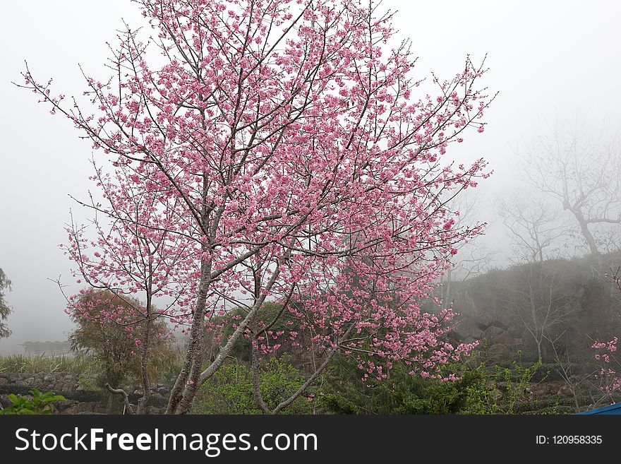 Tree, Pink, Blossom, Cherry Blossom