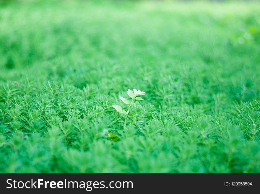 Green, Grass, Lawn, Field
