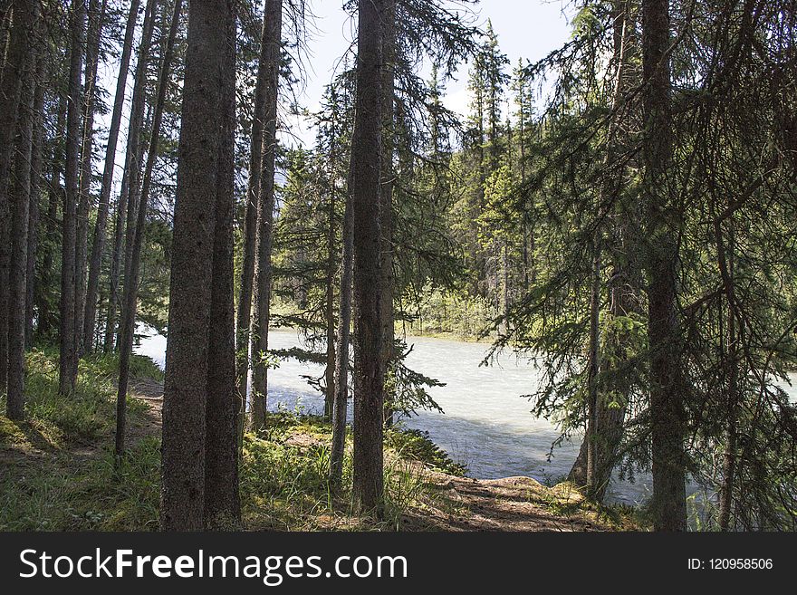 Ecosystem, Tree, Nature Reserve, Wilderness