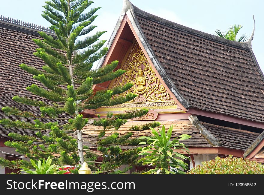 Tree, Roof, Home, Plant