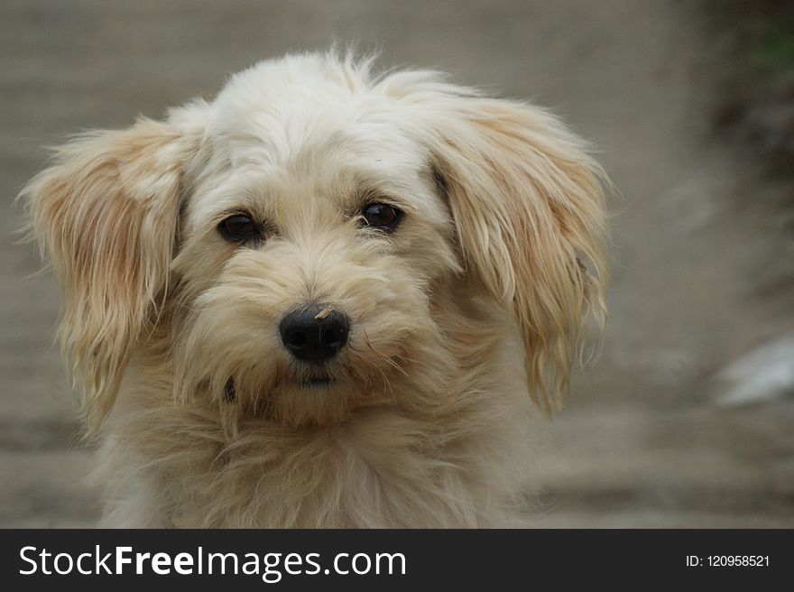 Dog, Dog Like Mammal, Dog Breed, Dog Breed Group