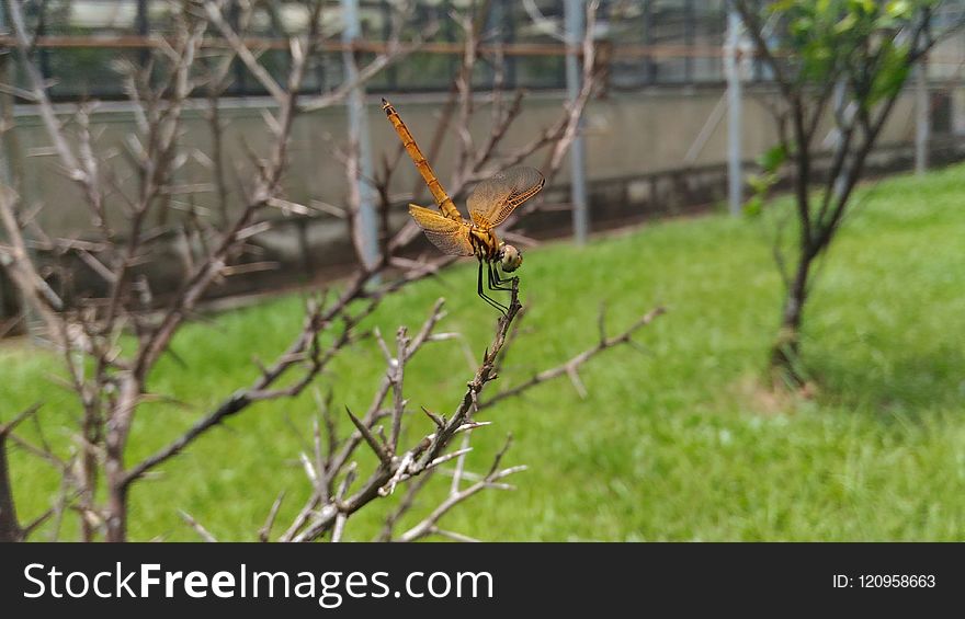 Ecosystem, Fauna, Wildlife, Insect