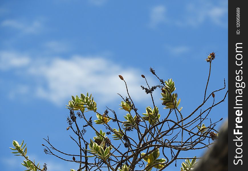 Sky, Flora, Plant, Branch