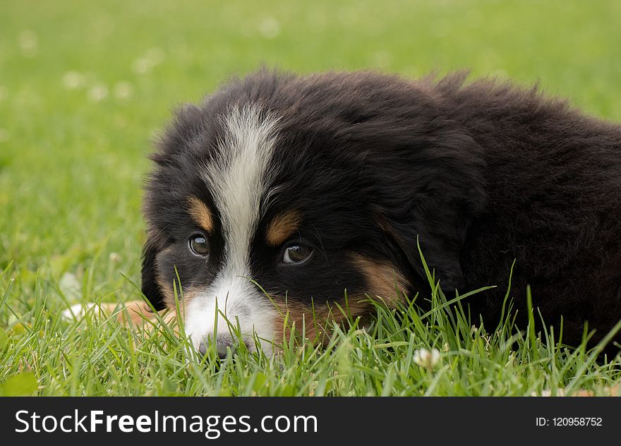 Dog, Dog Like Mammal, Bernese Mountain Dog, Dog Breed