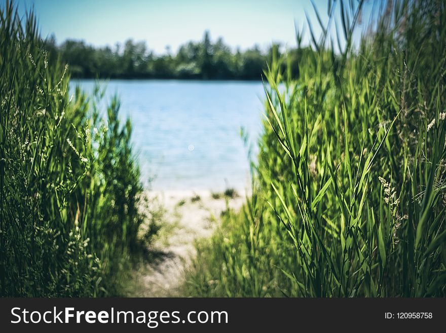 Green, Grass, Vegetation, Ecosystem