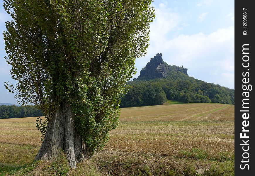 Tree, Grassland, Field, Ecosystem