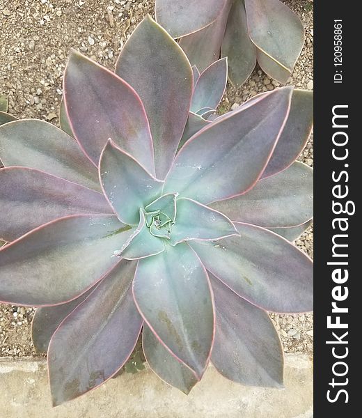 Plant, Agave, Flora, Agave Azul