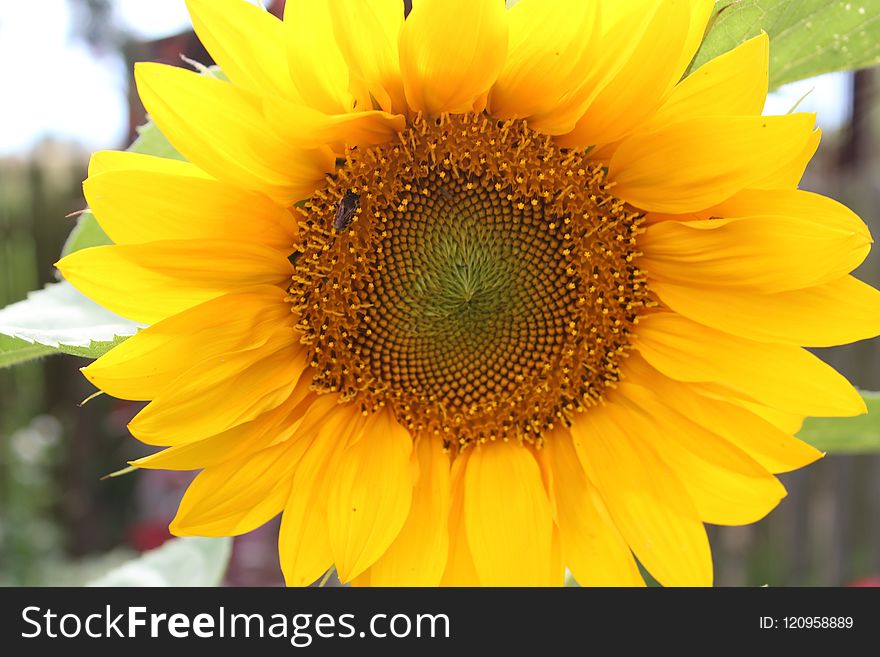 Flower, Sunflower, Yellow, Sunflower Seed